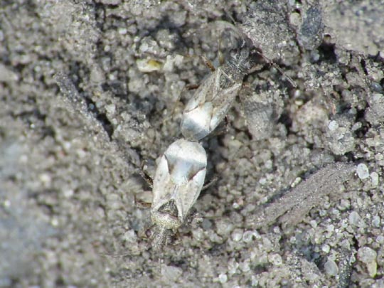 Nysius sp.