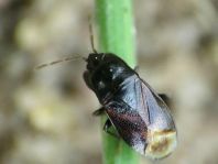 Plinthisus brevipennis
