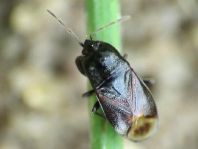 Plinthisus brevipennis