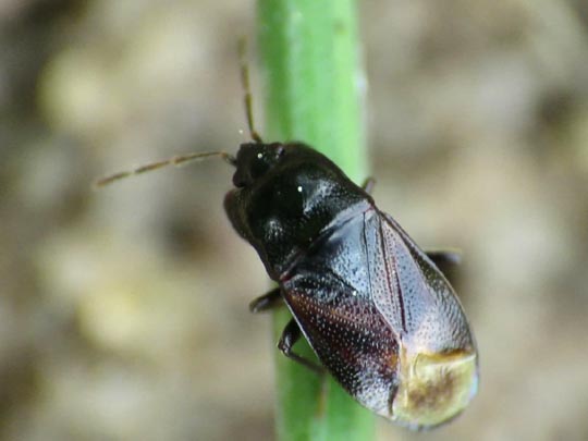 Plinthisus brevipennis