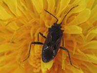 Rhyparochromus pini