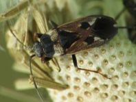 Rhyparochromus vulgaris