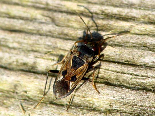 Bodenwanze, Rhyparochromus vulgaris