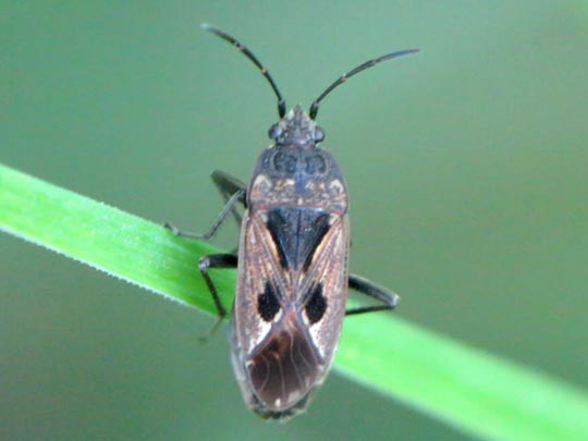 Rhyparochromus pini