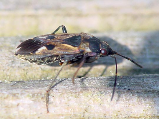 Bodenwanze, Rhyparochromus vulgaris