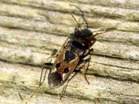 Rhyparochromus vulgaris