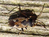 Rhyparochromus vulgaris