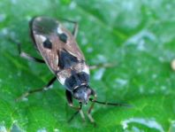 Rhyparochromus vulgaris
