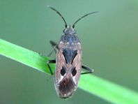 Rhyparochromus pini