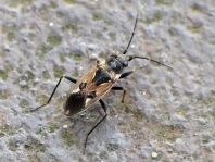 Rhyparochromus vulgaris