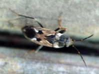Rhyparochromus vulgaris