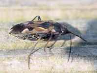 Rhyparochromus vulgaris