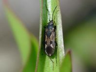 Rhyparochromus vulgaris
