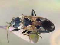 Rhyparochromus vulgaris