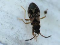 Scolopostethus sp.
