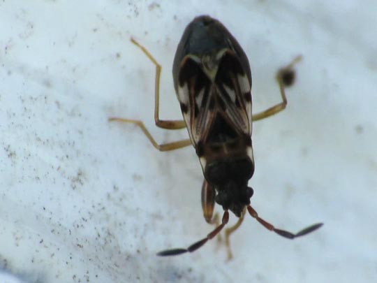 Scolopostethus sp.