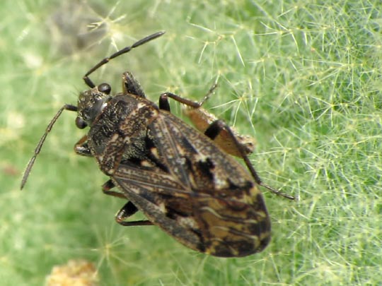 Sphragisticus nebulosus