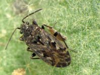 Sphragisticus nebulosus