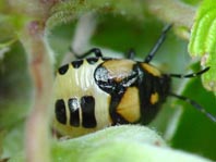 Tritomegas, Larve
