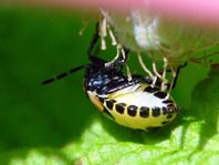 Tritomegas, Larve