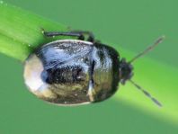 Legnotus limbosus