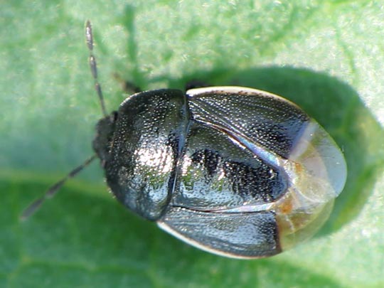Legnotus limbosus