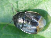 Legnotus limbosus