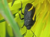 Sehirus