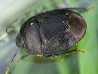 Sehirus