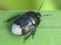 Sehirus cf. luctuosus