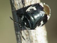 Tritomegas bicolor, Schwarzweiße Erdwanze