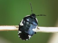 Gefleckte Schwarznesselwanze, Tritomegas sexmaculatus