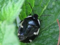 Gefleckte Schwarznesselwanze, Tritomegas sexmaculatus