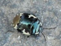 Tritomegas bicolor, Schwarzweiße Erdwanze