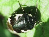 Tritomegas bicolor, Schwarzweiße Erdwanze