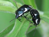 Gefleckte Schwarznesselwanze, Tritomegas sexmaculatus