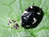 Gefleckte Schwarznesselwanze, Tritomegas sexmaculatus