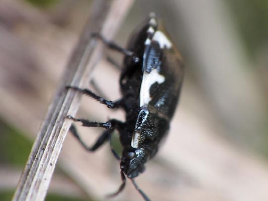 Tritomegas bicolor, Schwarzweiße Erdwanze
