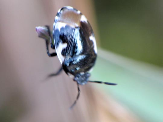 Tritomegas bicolor, Schwarzweiße Erdwanze