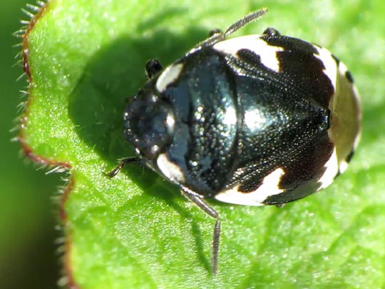 Tritomegas bicolor, Schwarzweiße Erdwanze