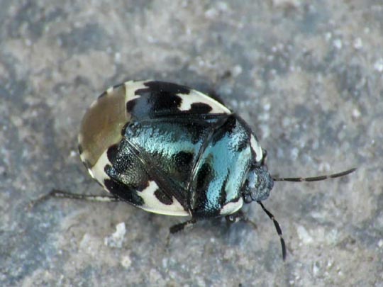 Tritomegas bicolor, Schwarzweiße Erdwanze