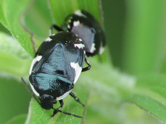 Gefleckte Schwarznesselwanze, Tritomegas sexmaculatus