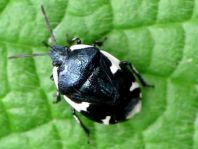 Gefleckte Schwarznesselwanze, Tritomegas sexmaculatus