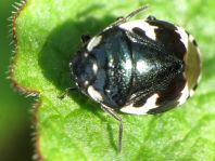 Tritomegas bicolor, Schwarzweiße Erdwanze