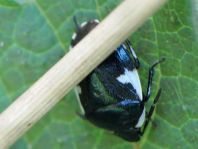 Gefleckte Schwarznesselwanze, Tritomegas sexmaculatus