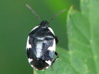 Gefleckte Schwarznesselwanze, Tritomegas sexmaculatus