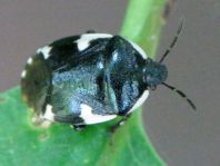 Gefleckte Schwarznesselwanze, Tritomegas sexmaculatus