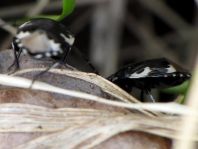 Tritomegas bicolor, Schwarzweiße Erdwanze