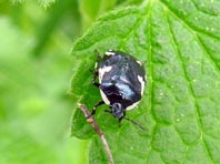 Gefleckte Schwarznesselwanze, Tritomegas sexmaculatus