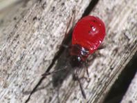 Feuerwanze, Pyrrhocoris apterus